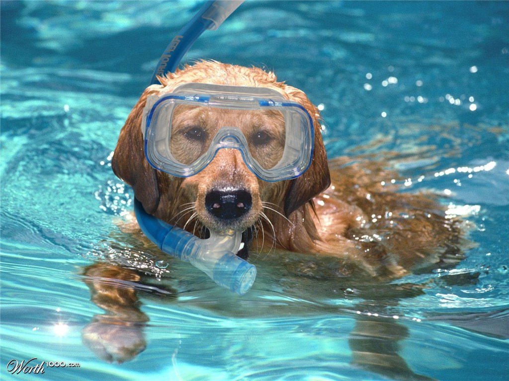 Tại sao bạn không thử học bơi chó?